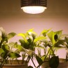 LED bulb - plant grow light - full spectrum - hydroponic - E27 - 100W - 150W - 300WGrow Lights